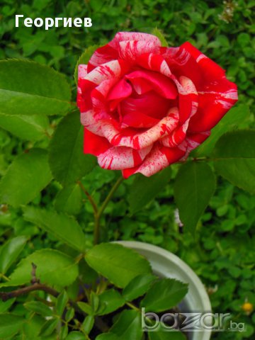 Селекция рози, снимка 8 - Стайни растения - 11542826