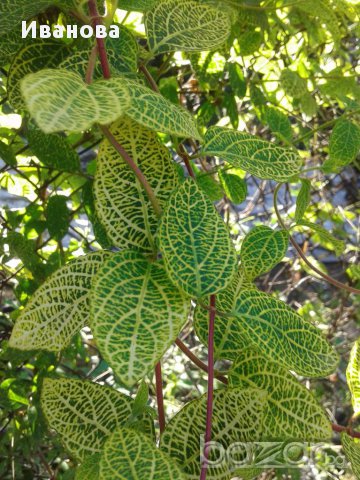 Вариегатна Лоницера , снимка 2 - Градински цветя и растения - 14222146