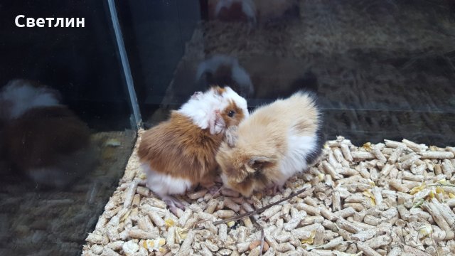 продавам малки морски свинчета, снимка 5 - Морски свинчета - 23359792