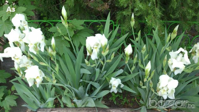 продавам луковици на цветя Ирис - 10 вида български редки сортове, снимка 6 - Сортови семена и луковици - 18321374