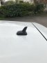 Shark fin antenna подходяща за автомобили от VAG групата ( VW Audi Skoda Seat ), снимка 7