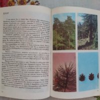 Албум за Растения и Животни - София 1976, снимка 6 - Художествена литература - 17111137