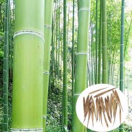 Семена от бамбук Moso-Bamboo Seeds Garden Plants 15 лв. за 100 броя семена, снимка 4 - Сортови семена и луковици - 14014925