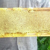 Пчелни пластмасови полуизградени основи, снимка 2 - Други стоки за животни - 19012845