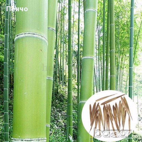 Семена от бамбук Moso-Bamboo Seeds Garden Plants 15 лв. за 100 броя семена, снимка 4 - Сортови семена и луковици - 14014925