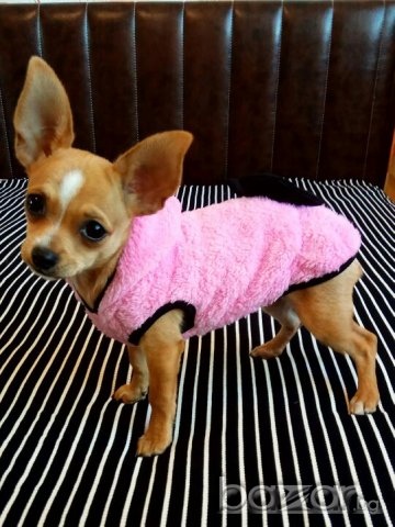  ДРЕХИ ЗА КУЧЕТА , снимка 7 - За кучета - 17104341