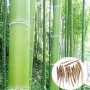 Семена от бамбук Moso-Bamboo Seeds Garden Plants 15 лв. за 100 броя семена, снимка 4
