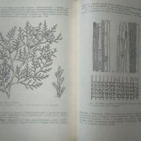 Анатомия на дървото с дендрология. Венко Калинков 1969 г., снимка 3 - Специализирана литература - 26144363