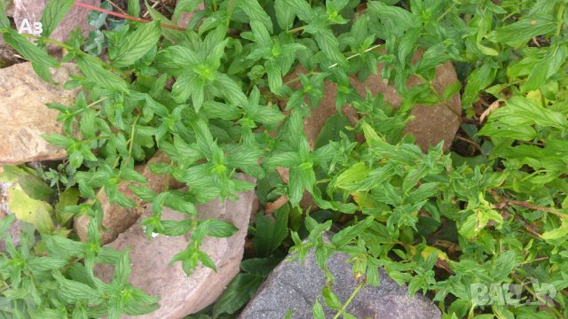 продавам ароматен джоджен - корени със стъбла и листа, снимка 3 - Сортови семена и луковици - 25182514