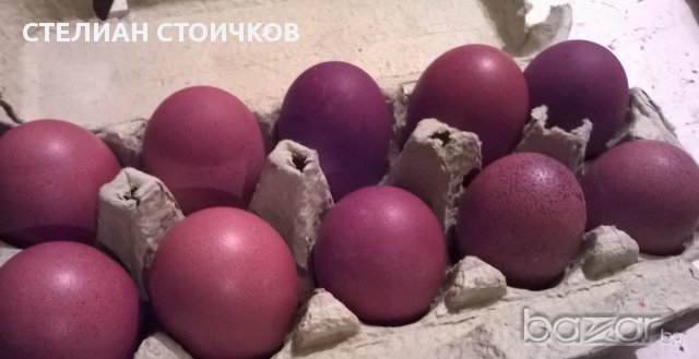   яйца за люпене от син маран, снимка 5 - Кокошки и пуйки - 13512165