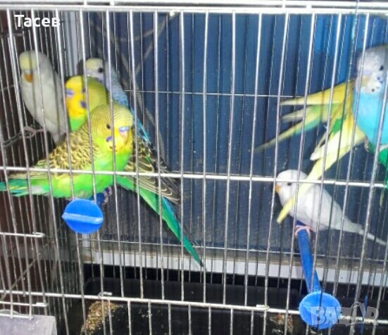 Вълнисти папагалчета продавам, снимка 6 - Папагали - 22925049