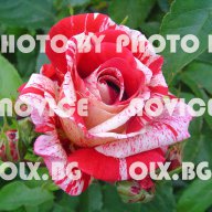 Розови и бели хортензии, дървесна хортензия, хибискус, клематис, ананас, снимка 8 - Стайни растения - 15114351