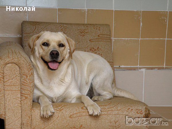 Хотел за кучета и Развъдник за Лабрадори, снимка 4 - Ветеринари и услуги - 15194980