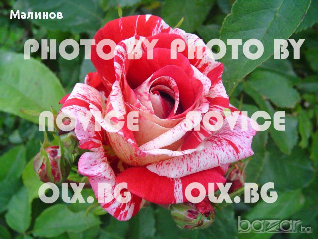 Розови и бели хортензии, дървесна хортензия, хибискус, клематис, ананас, снимка 8 - Стайни растения - 15114351