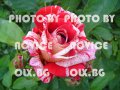 Розови и бели хортензии, дървесна хортензия, хибискус, клематис, ананас, снимка 8