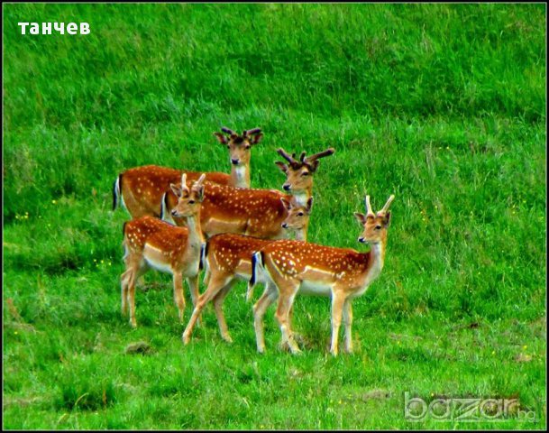 Земя във землището на село ЛИЛКОВО, снимка 4 - Земеделска земя - 12833784