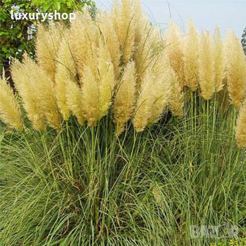 Pack семена Трева Cortaderia пера, папратова трева, папур, снимка 4 - Градински цветя и растения - 24818948
