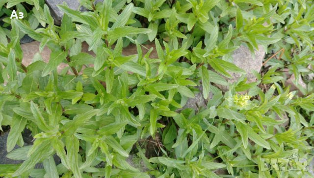 продавам ароматен джоджен - корени със стъбла и листа, снимка 9 - Сортови семена и луковици - 25182514