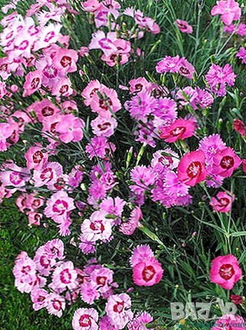 Продавам разсад на Градински кичест карамфил-за есенно засаждане, снимка 17 - Сортови семена и луковици - 15394201