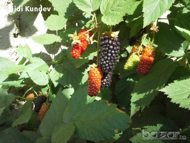 Къпина Karaka black в саксиика- 40 градуса кралят на къпините, снимка 3 - Градински цветя и растения - 11525235