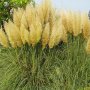 Pack семена Трева Cortaderia пера, папратова трева, папур, снимка 4