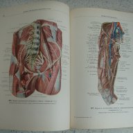 Атласи по анатомия на човека Синелников, снимка 3 - Енциклопедии, справочници - 16689471