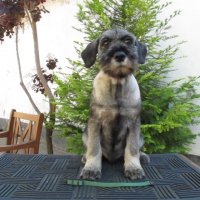 Мител шнауцер (Standard schnauzer) , снимка 3 - Други - 25672205