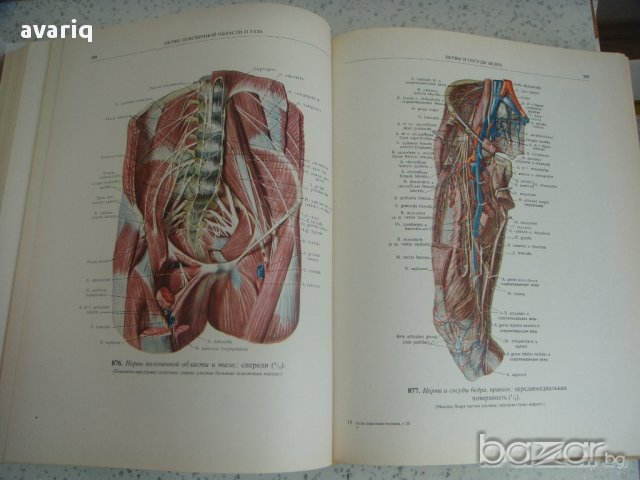 Атласи по анатомия на човека Синелников, снимка 3 - Енциклопедии, справочници - 16689471