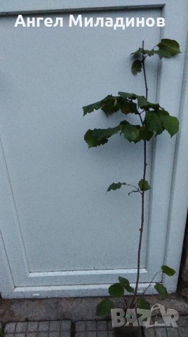 Лешник,лешници, леска-римски, бадемовиден, снимка 4 - Сортови семена и луковици - 24586233