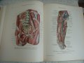 Атласи по анатомия на човека Синелников, снимка 3