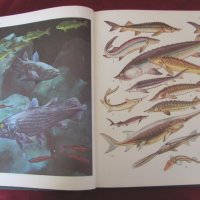 1983 год. Книга за животните и рибите Русия, снимка 7 - Други - 24608150