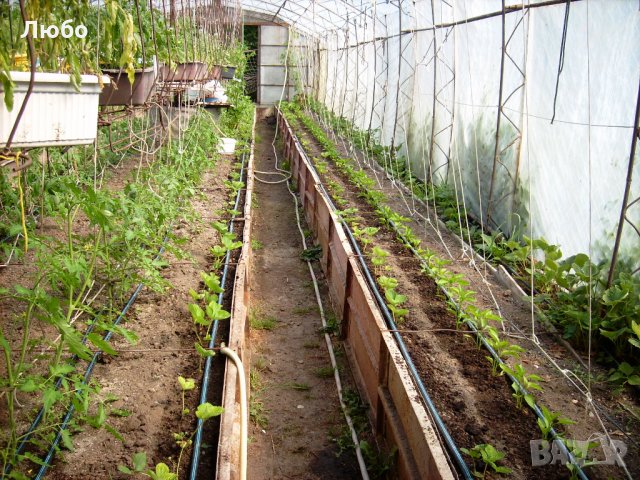 Разсад и семена от  домат  - Чероки пърпъл, снимка 8 - Сортови семена и луковици - 11527954