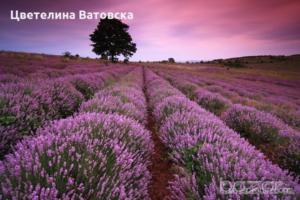 Продавам разсад от лавандула