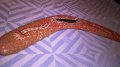 Throuwing boomerang hand crafted in australia-35/5см-внос швеицария, снимка 10