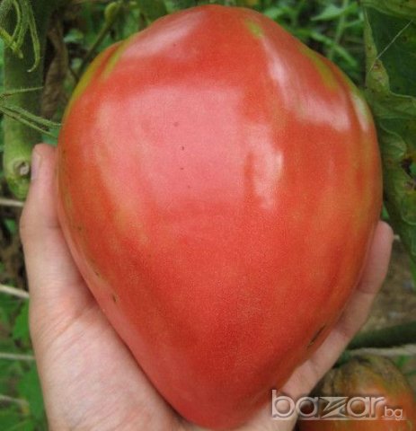 Розово Биволско сърце-семена, снимка 2