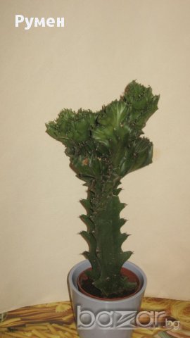 Еуфорбия Euphorbia lactea cristata variegata, снимка 2 - Стайни растения - 11704701