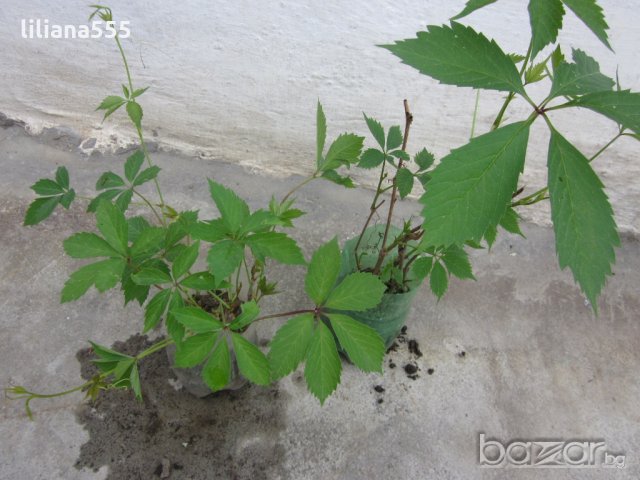 Лозичка катерлива, снимка 8 - Градински цветя и растения - 10632807
