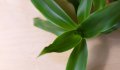 Кализия / Ароматна кализия (Callisia fragrans), снимка 1 - Стайни растения - 15114340