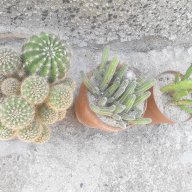 Различни видове кактуси, снимка 4 - Стайни растения - 15761606