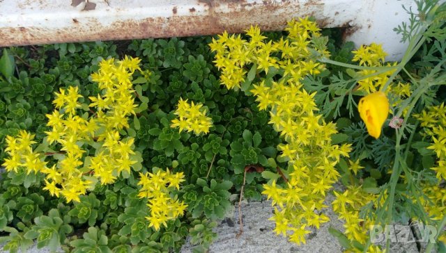 Продавам цветя за бордюр - 4 вида, снимка 3 - Сортови семена и луковици - 21696387