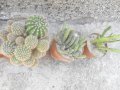 Различни видове кактуси, снимка 4