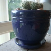 синя керами4на саксийка с кактус4е , снимка 2 - Градински цветя и растения - 25767963
