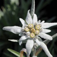 Еделвайс (leontopodium alpinum), снимка 4 - Градински цветя и растения - 25613377