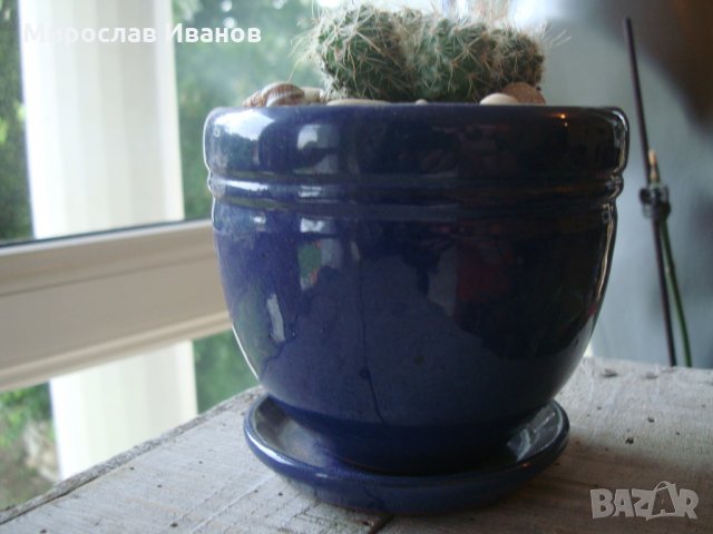 синя керами4на саксийка с кактус4е , снимка 2 - Градински цветя и растения - 25767963