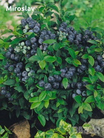 Американска черна Боровинка в саксия 40-45см (ПРОМОЦИЯ), снимка 4 - Градински цветя и растения - 24588633