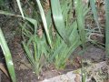 Юка, агаве, столетник, столистник вечно зелени и студоустойчиви, снимка 4