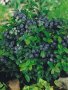 Американска черна Боровинка  (ПРОМОЦИЯ), снимка 4