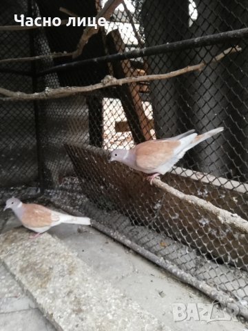 Смеещисе гугутки, снимка 4 - други­ - 24529605