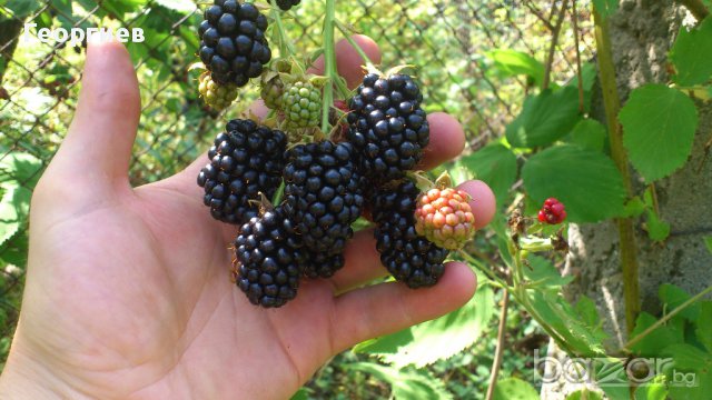 Супер едри, питомни къпини без бодли, снимка 2 - Стайни растения - 11542692