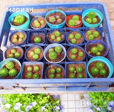 Цъфтящ кактус Ехинопсис (Echinopsis eyriesii) различни големини, снимка 7 - Градински цветя и растения - 21695497